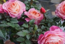 种月季的盆多大的比较合适，建议使用加仑盆