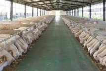 羊不吃草的解决办法，一定要根据病因治疗