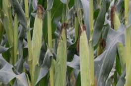 三北26(SB2121)玉米栽培技术要点，一般在4月中下旬播种