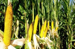 河玉719玉米栽培技术要点,中抗锈病