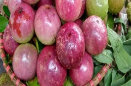 牛奶果的产地，原产地在加勒比海地区