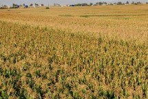 海糯12玉米栽培技术要点，合理安排种植密度