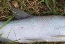 如何钓翘嘴鱼，常在水面宽、水草多的地方栖息