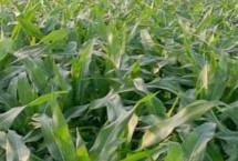 辰诺505玉米栽培技术要点，出苗至成熟134.7天