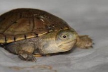 索若拉泥龟的分布范围，饲养难度低属于易养品种