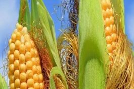 豫禾868玉米栽培技术要点，大喇叭口期防治玉米螟