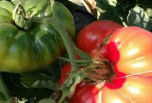 优质西红柿种类，有些品种单果重165克以上