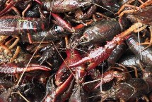 家养小龙虾的水要多深，放入有气泵的水池或玻璃缸内可存活5-10天