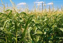 华单217玉米栽培技术要点，品种株型紧凑