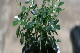 九里香的养护方法，可从母株上剪取带有芽点的枝条插入土壤中