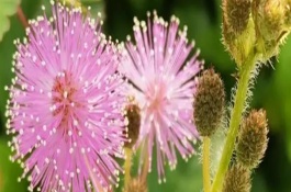 含羞草如何过冬，可能是浇水过量或光照不足所致