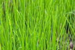 鼠茅草的外观介绍，将种子与细沙混匀后再撒播