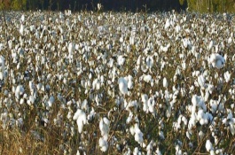 新海62号棉花栽培技术要点，该品系生育期128.5天