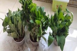 绿萝换盆后叶子变蔫了怎么办，可以但不能在有强光照射的闷热环境中进行