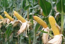 力丰868玉米栽培技术要点，春播平均生育期132.1天