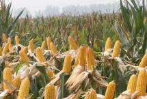 2015BL01玉米栽培技术要点，生育期与对照相当