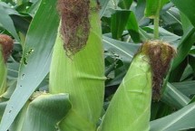 凉单十八号玉米栽培技术要点，春播平均生育期134.9天