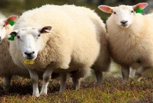 肉用绵羊优质品种，主要包括细毛羊、半细毛羊、粗毛羊这三种