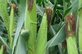 晶煌8号玉米栽培技术要点，该品种株高216.3厘米