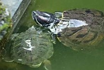 乌龟什么时候冬眠，王八是乌龟和甲鱼的统称而甲鱼是鳖的俗称