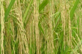 隆粳852水稻栽培技术要点，注意防治二化螟