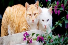 猫在春季掉毛如何处理，一定要定期驱虫