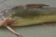 长吻鮠的特点，现今已有多省开展人工养殖