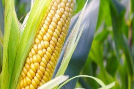 奥邦601玉米栽培技术要点，出苗至成熟120.6天