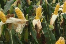 宣瑞178玉米栽培技术要点，平均生育期136天