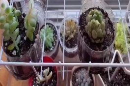 多肉花盆搭配，花盆需要打孔帮助其排水