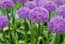 大花葱的繁殖方式，叶片出土后可每隔10-15天浇1次水