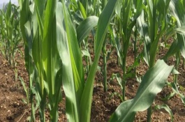 华试919玉米栽培技术要点，每亩3200株为宜