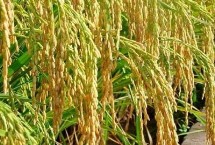荣华S水稻栽培技术要点，生育期比Y58S长5～8天