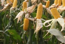 哈糯2025玉米栽培技术要点，种植密度不宜过大