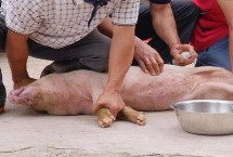 阉割小猪小挑花切口定位，起源于商代