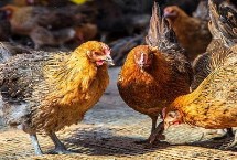 鸡结核病相关介绍，患病鸡应直接淘汰