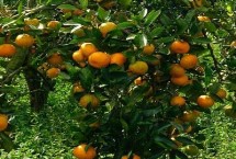 湖南好吃的橘子有哪些，崀山脐橙汁多化渣、隆回猕猴桃浓甜可口