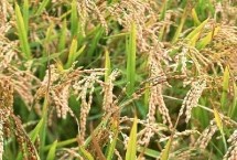 广泰优736水稻栽培技术要点，抓住病虫害防治的最佳时期