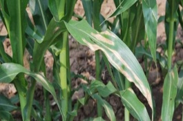 玉米红叶是什么病，主要为害叶片