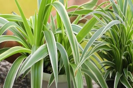 让吊兰爆盆的方法，剪除烂根等伤口愈合再上盆