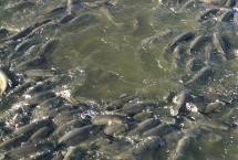 口感较好的淡水鱼排名，鲫鱼、鲤鱼、草鱼、青鱼等品种比较常见