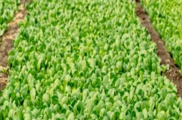 温室蔬菜冬季施肥注意事项，有可能是因为地温不足