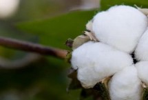 鲁棉361棉花栽培技术要点，属转基因中熟品种