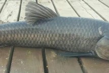 形态特征，科属分类、形态特征、栖息环境均不同