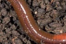 <h2>一</strong><strong>、黑蚯蚓和红蚯蚓哪个钓鱼好，黑蚯蚓和红蚯蚓哪个钓鱼好