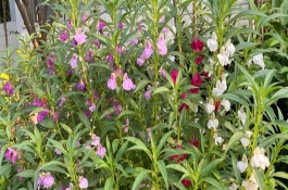 凤仙花适合在什么土壤中生长，播种后50天左右便可长出花蕾