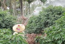 如何化学防治荔枝病虫害，合理选用福乳油或虫螨乳油