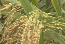 瑞优5216水稻栽培技术要点，综合防治病虫害