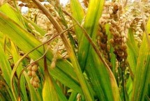 留香优11香水稻栽培技术要点，全生育期137.8天