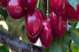 美国大红樱桃的简介，以雷尼与布莱特杂交选育而成